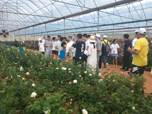 云花 (2)